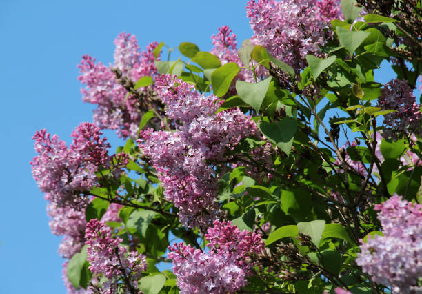 istock In the spring, lilac blooms in the garden 1503013381