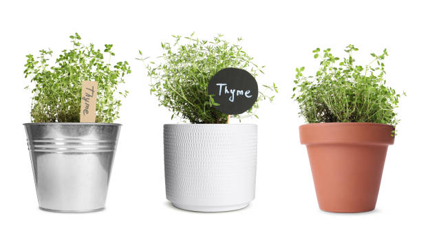 istock Thyme plants growing in different pots isolated on white 1503015459