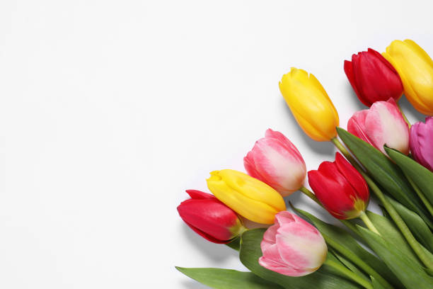 istock Beautiful colorful tulips on white background, flat lay. Space for text 1503016040