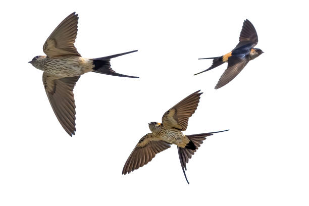 istock Red-rumped swallow in flight isolated on a white background. 1503018369