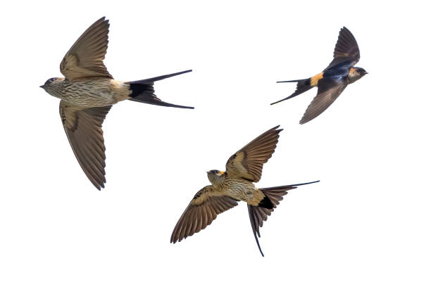 Red-rumped swallow in flight isolated on a white background. Red-rumped swallow in flight isolated on a white background. red rumped swallow stock pictures, royalty-free photos & images