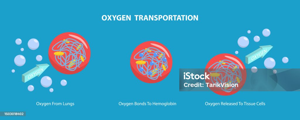 3d Isometric Flat Vector Conceptual Illustration Of Oxygen ... Biology Diagrams