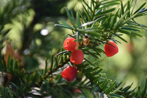 Close up of red berries on Yew tree
