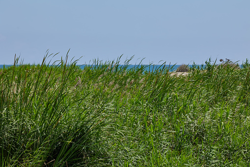 Green grass in the dunes against the background of the blue Mediterranean sea
