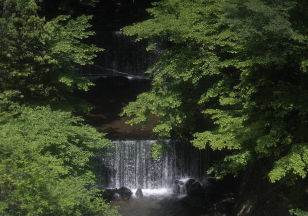 High angle view of a waterfall surrounded by trees in springtime.