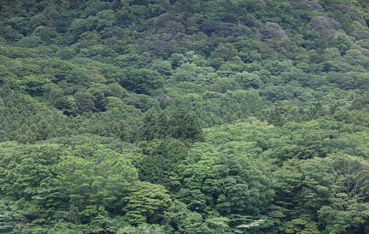 View across to a dense forest of Kanagawa Prefecture. Spring afternoon in the Kanto Region.