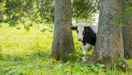 Sapi Sapi Tree Sapi Austria Yang Cantik Menonton Dari Balik Batang Pohon Sapi ...