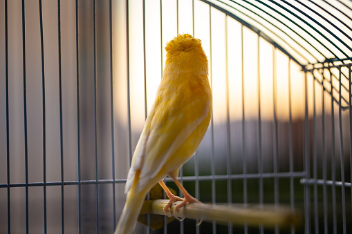 close up of a caged yellow canary bird