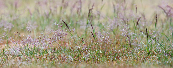 Meadow grass with dew in selective focus in a web banner format - common names include meadow-grass, bluegrass, tussock, and speargrass.