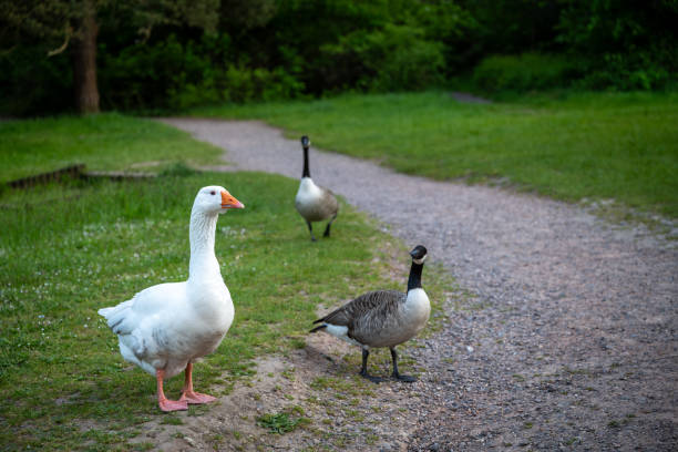 istock A white goose with two Canada Geese 1503022602