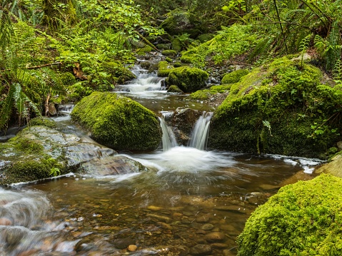 A small creek runs through a lush, dense forest with moss-covered stones scattered throughout its path