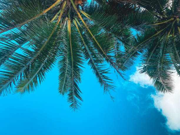 Coconut palm tree leaves against blue sky cloud background