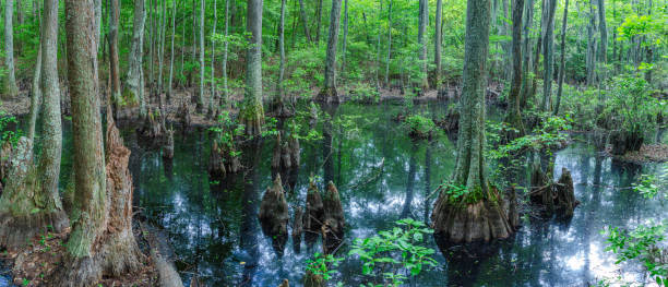 istock Sumpfzypressen im First Landing State Park Virginia Beach 1503025643