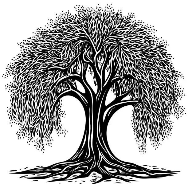 Vector illustration of Willow Tree Black and White
