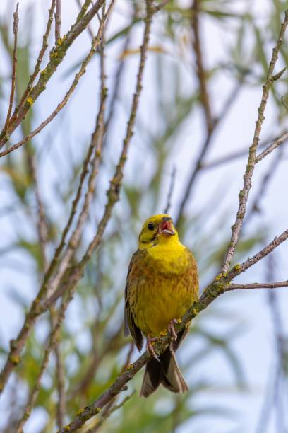 istock Yellowhammer (Emberiza citrinella) perched on a tree branch, looking out into the distance 1503025982
