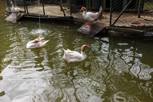 Istanbul, Turkey-April 1, 2023: Geese swimming in the small artificial lake in Nezahat Gokyigit Public Park. Shot with Canon EOS R5.