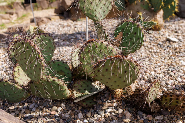 istock A cactus in Nezahat Gokyigit Public Park 1503028112