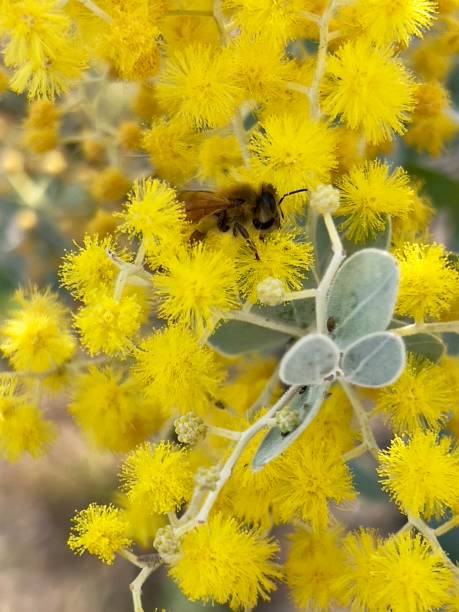 Vertical closeup photo of a bee collecting pollen from the fluffy golden balls of Wattle flowers growing on a tree in Winter. Ulladulla, South Coast NSW. Soft focus background.