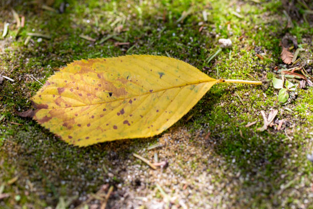 leaf stock photo