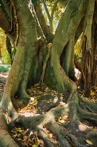 Ficus macrophylla tronco y raíces cercanas photo