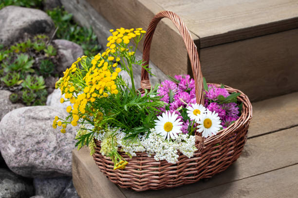 istock Medicinal herbs in a wicker basket on wooden steps 1503029783