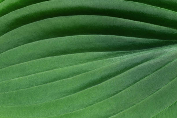 Large green hosta leaf closeup, texture, natural green background.