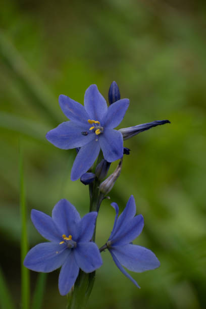 istock Beautiful purple flowers in a paddy field 1503035609