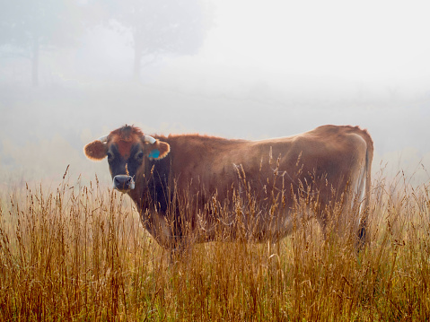 Horizontal closeup photo of a Jersey cow standing in dry grasses in a misty paddock in the early morning in Autumn.