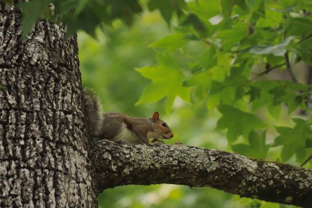 istock Squirrel on a tree branch surrounded by lush green leaves 1503035959