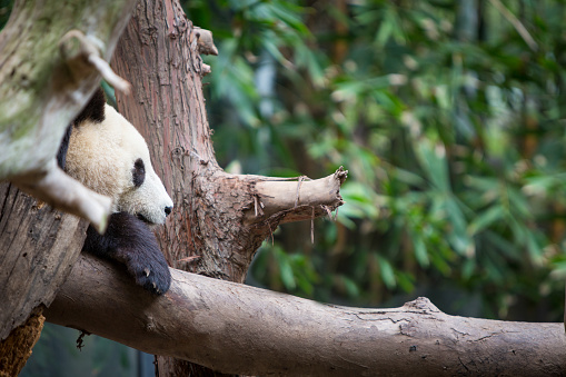 A panda resting in a tree with copy space