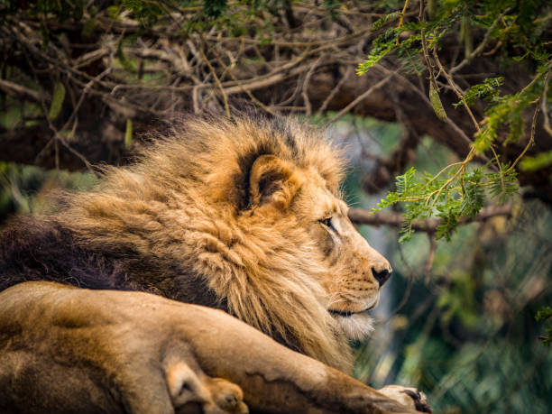 istock The King of the Jungle 1503039084