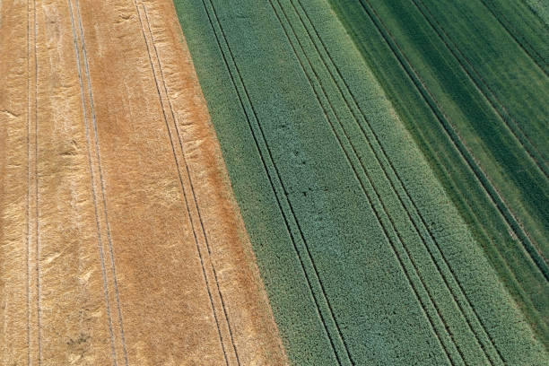 istock Fields of grain, aerial view 1503041412