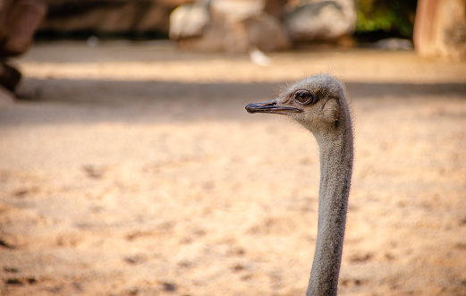Picture of Close Up of the Head of an Ostrich at the Zoo Facing Left with its Long Neck and Beak. Big Birds Concept