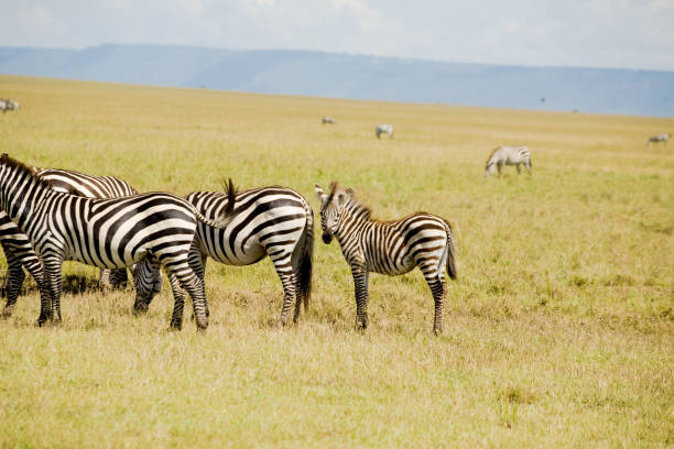 istock Africa Zebra Herd on Savannah 1503041560