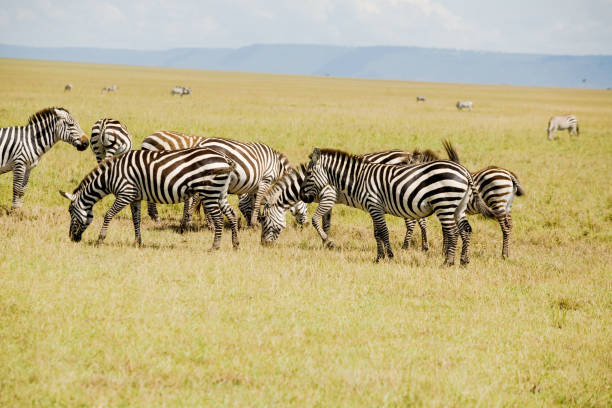 istock Africa Zebra Herd on Savannah 1503041567