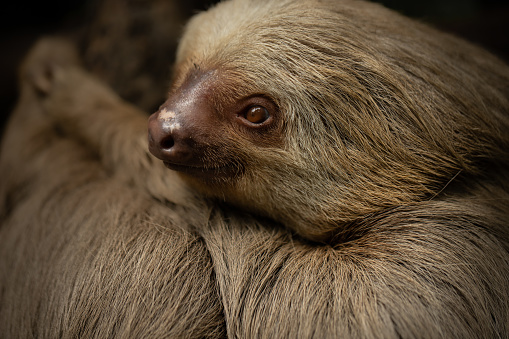 Sloth close-up