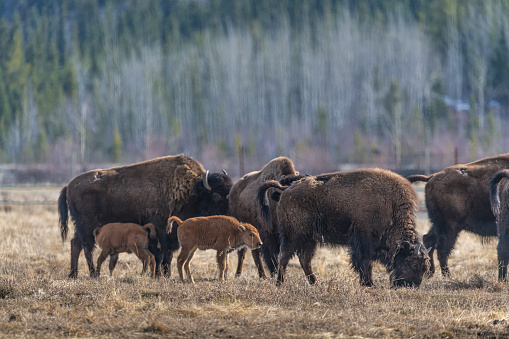 Small herd of wild bison standing in field, pasture of northern Canada. Adults along with young calf, calves in natural environment.
By Scalia Media