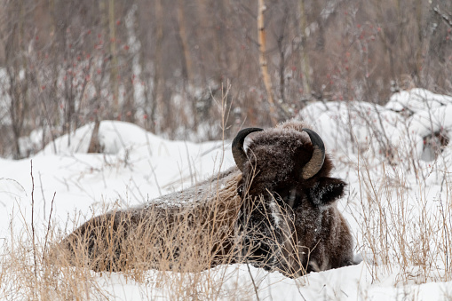 Relaxing Bison Buffalo seen on the side of the Alaska Highway in Northern British Columbia, Canada during winter time with snow covered landscape
