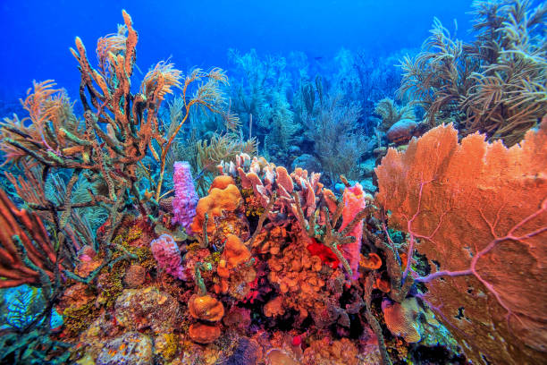 istock Caribbean coral garden 1503047264