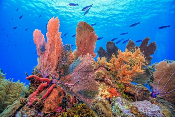 Caribbean coral garden stock photo
