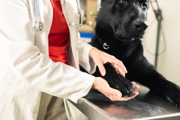 istock Veterinarian at the clinic 1503048890
