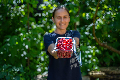 Raspberry harvest. Seasonal work.