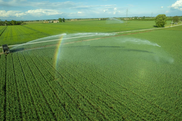 istock Rural field planted with garlic using hose reel system pumping water from canal. most widespread in Italy for full field watering. 1503060880