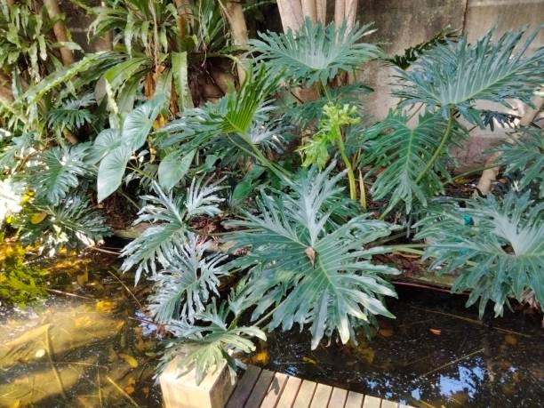 istock Thaumatophyllum bipinnatifidum plant background 1503062968