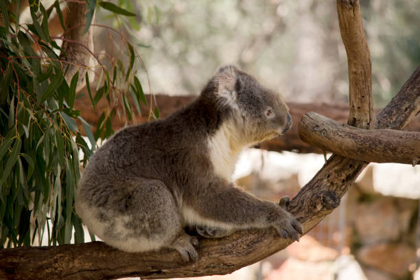 istock this is a side view of a grey koala with a white chest 1503066594