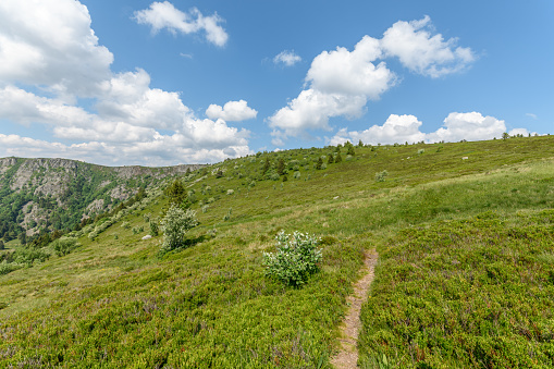 Landscape of the high Vosges mountains near the ridge road in spring. Collectivite europeenne d'Alsace,Grand Est, France, Europe.