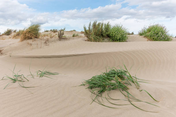 istock Landscape of protected dunes in Beauduc beach. 1503068302