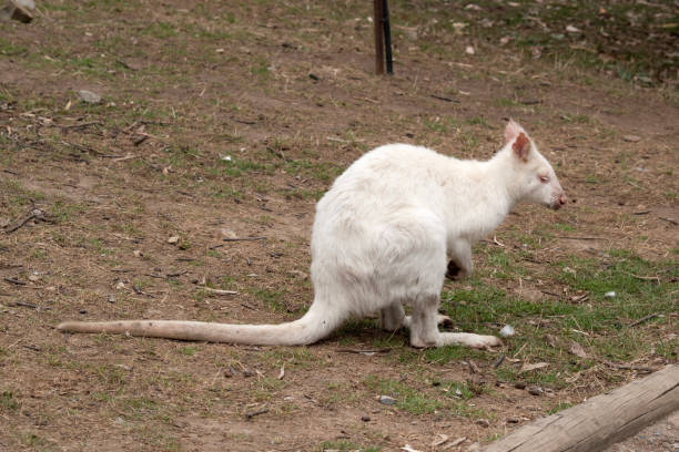 istock this is a side view of an albino wallaby 1503068977