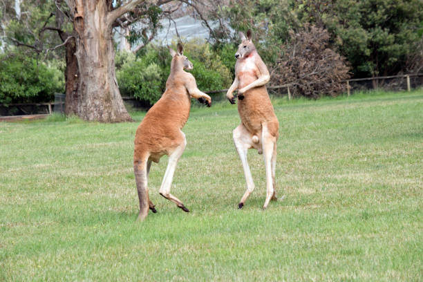 istock the red kangaroos are using their tail to balance while fighting 1503071078