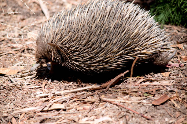 istock this is the side view of a short nosed echnidna 1503073871